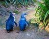 Seventeen Tasmanian little fairy penguins killed after dog mauled them to death