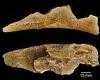 Archaeology: Cut marks on animal bones show our ancestors DID begin hunting two ...