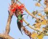 Nature: Some East African sunbirds have been singing the same song for up to a ...