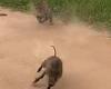 Piglets have lucky escape when leopard springs out to ambush warthog family in ...