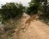 Bouncing Bambi! 'Flying' deer in India soars high into the air in jaw-dropping ...