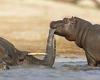 Hungry hippos bite on an ELEPHANT carcass despite being herbivores in Botswana