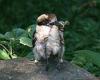 Australian wildlife: How much can a kookaburra eat - this one downs a whole ...