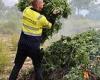 Police bust GIANT cannabis farm and seize more than 19,000 plants in Australia