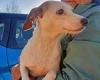 Millie the Jack Russell is rescued after teams tried to lure her to safety with ...