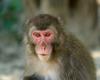 Japan's Monkey Queen could lose her title amid mating season, experts say