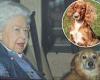 TALK OF THE TOWN: The Queen is delighted with her new prize-winning Cocker ...