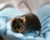 Covid: Chinese scientists say DNA suggests Omicron variant originated in MICE?