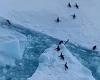 Penguins scramble back to shore from floating chunk of sea ice in Antarctica ...