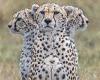 Me, myself and I: Cheetah appears to have three heads in perfectly-timed safari ...