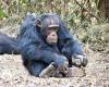 Chimpanzees do not automatically know what to do when they come across nuts