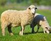 Sheep jumping through shop window is among most bizarre payouts revealed by ...