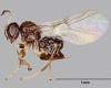 Nature: Tiny new species of insect discovered in Houston is named after a PUB