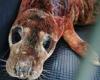 Seal pup injured by dog on Yorkshire coast