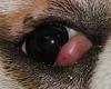 Dog breeds most affected by 'cherry' eye including English bulldogs and ...