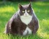 Pets: Nearly HALF of Britain's pet cats are now obese, with more than 54,000 ...