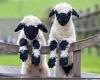 These Valais Blacknose lambs sell for £10,000 because of their unusual ...