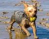 Yorkshire terrier is named Britain's dirtiest dog in bizarre test to find our ...