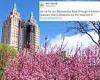 Spring has sprung! Beautiful cherry blossom tunnel brings tourists to Central ...