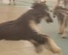 Moment bouncy Afghan Hound zooms around the ring at dog show after owner lets ...
