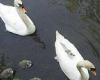 Outrage as £46,000-a-year Winchester College school bosses move nesting swans