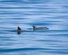 World's smallest porpoise faces being fished to extinction
