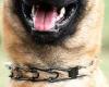 Sunday 8 May 2022 09:38 AM Queensland Govt to ban pronged dog collars in the state trends now