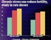 Tuesday 10 May 2022 03:56 PM Chronic stress can reduce women's fertility by lowering the number of eggs in ... trends now