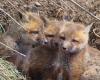 Friday 13 May 2022 05:44 PM Three fox kits in Michigan die from the BRID FLU trends now