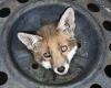 Tuesday 17 May 2022 10:46 AM FOUR fox cubs get their heads stuck in old car wheels in a month in London, ... trends now