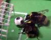 Tuesday 17 May 2022 10:37 AM The BEEautiful game: What bees that play FOOTBALL could teach us about memory ... trends now