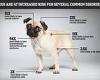 Wednesday 18 May 2022 01:10 AM Pugs can no longer be considered 'typical dogs', vets warn trends now
