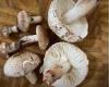 Monday 23 May 2022 11:40 PM Wild mushroom foraging in Australia linked to spate of poisonings - not safe to ... trends now