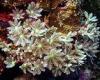 Monday 23 May 2022 04:28 PM Could sea corals be used to treat CANCER? Scientists discover 'holy grail' ... trends now