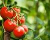 Monday 23 May 2022 04:10 PM 'Super tomatoes' genetically engineered to produce more vitamin D could reduce ... trends now