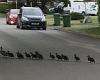 Tuesday 24 May 2022 01:46 AM Amazing image shows parade of ducklings led by proud mother as they waddle over ... trends now