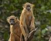 Wednesday 25 May 2022 12:07 AM Strongly bonded male baboons hold each other back when it comes to finding a ... trends now