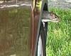 Wednesday 25 May 2022 01:10 AM Genius squirrel escapes red hawk by hiding inside wheelarch of a parked car in ... trends now