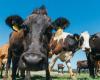 Pests and politicians: The challenges that await Australia's new agriculture ...