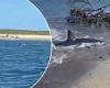 Wednesday 1 June 2022 10:28 PM Great white shark tears apart seal in front of horrified tourists off Nantucket ... trends now
