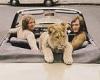Thursday 2 June 2022 11:40 AM Fascinating images of famous LION that lived in Chelsea flat and enjoyed trips ... trends now