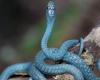 There's a dangerous myth about Australian venomous snakes that researchers have ...