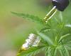 Monday 6 June 2022 10:10 PM It's a myth that cannabis relieves pain: Official US review finds 'little ... trends now