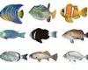 Tuesday 7 June 2022 07:10 PM 'Ugly' reef fish are more likely to be endangered than their more attractive ... trends now