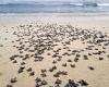 Wednesday 8 June 2022 12:07 AM Loggerhead turtles are shrinking - but scientists claim it may suggest they are ... trends now