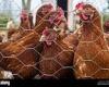 Friday 10 June 2022 11:04 PM Backyard chicken farms are linked to salmonella outbreak that has infected 200 ... trends now
