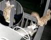 Saturday 11 June 2022 06:43 PM Moment ginger tabby scales porch beam and clings on for dear life after facing ... trends now