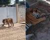 Thursday 16 June 2022 10:10 PM 440lb male Bengal tiger seen roaming Mexico street is seized trends now