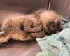 Thursday 16 June 2022 09:52 AM Abandoned Shih Tzu with maggot-filled wounds is chucked over animal shelter ... trends now