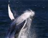 Whales around Australia are heading north to give birth. Here's how to see — ...